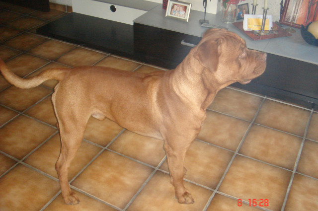 Bordeaux Doggen rüde - Tiere - VIERSEN