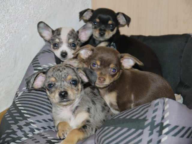 Chihuahuas mit Stammbaum suchen ein liebevolles  - Tiere - Düsseldorf