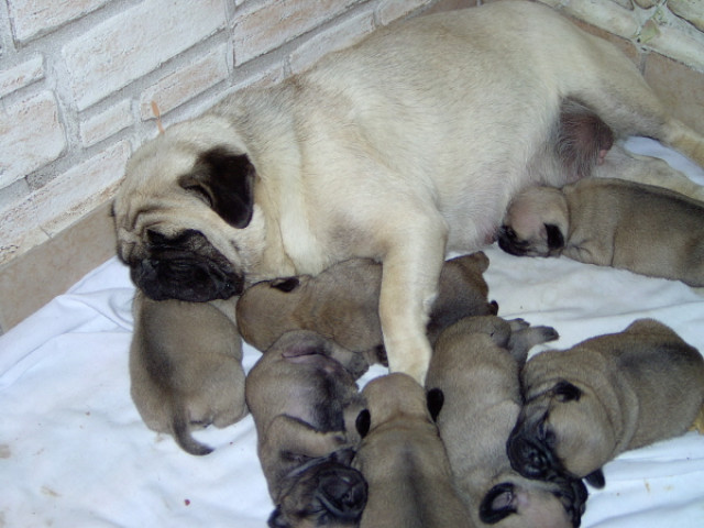 Süße Mopswelpen  - Tiere - weingarten