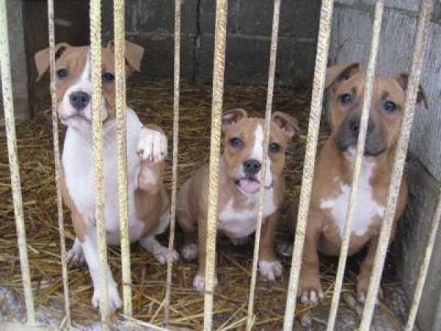 Amstaff & rednose welpen zu verkaufen  - Tiere - Voerde