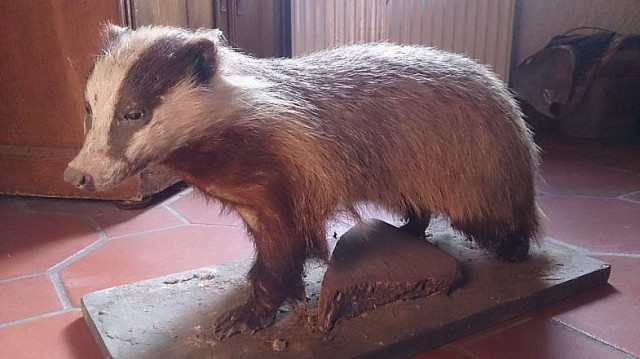 Dekorative präparierte Tiere - Sammlungen - Neuler