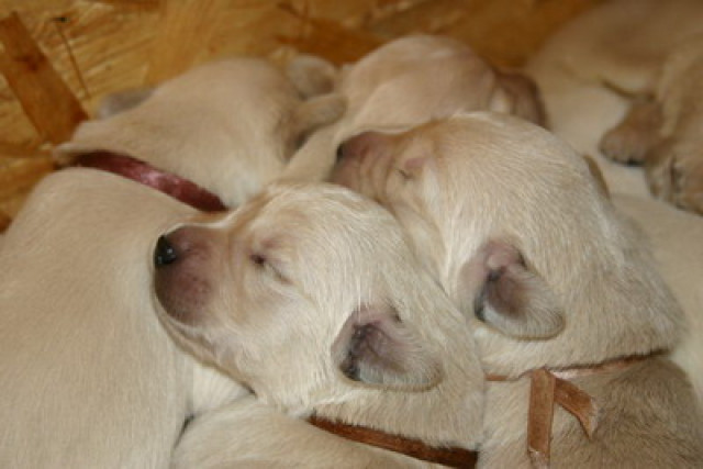 Golden Retriever welpen - Tiere - Ungarn, Paks