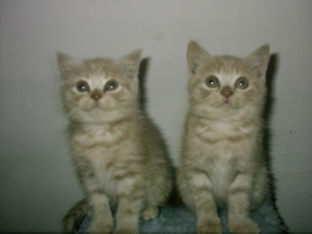 Süße Britisch Kurzhaar Kitten - Tiere - Gmünd