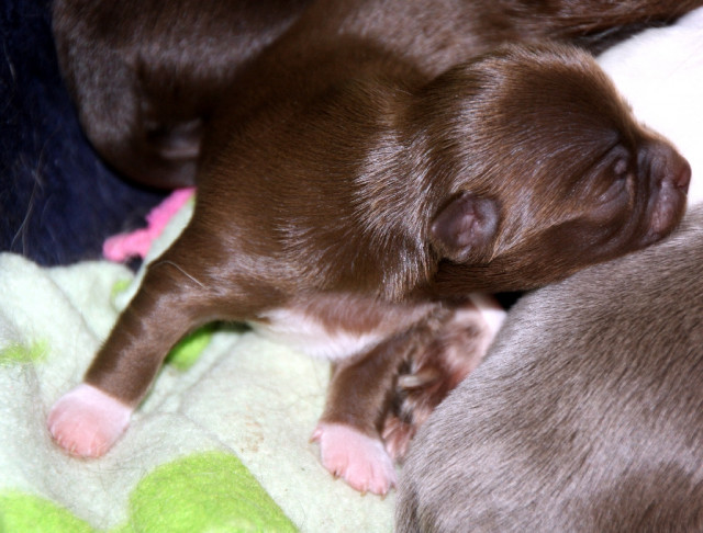 Chihuahua s vom Raershof in NRW - Tiere - Rheurdt