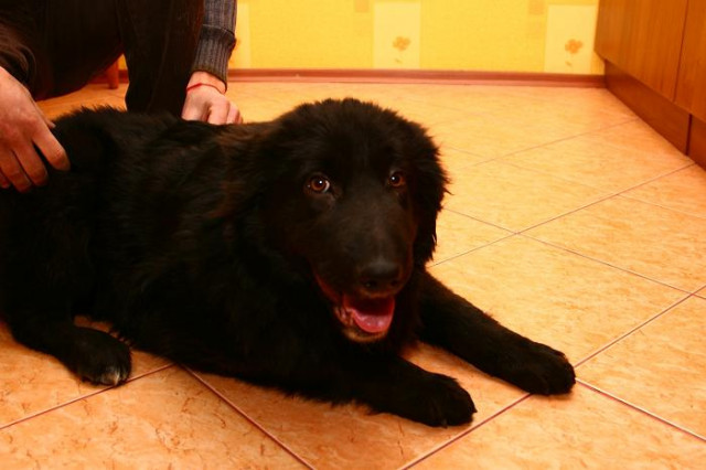 Ich suche ein neues Zuhause - Tiere - Berlin