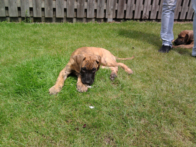 Deutsche Doggenwelpen zu verkaufen - Tiere - Sevelten