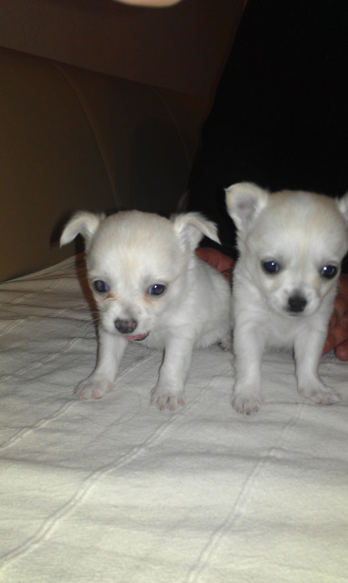 3süße Chihuahua welpen zu verkaufen - Tiere - kassel