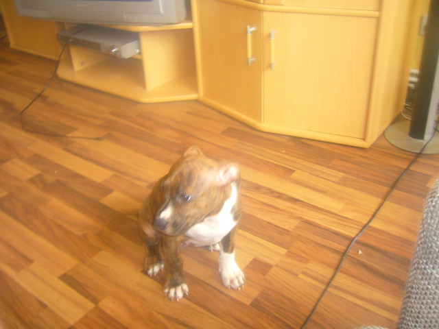 American Staffort Welpe zu verkaufen - Tiere - Goslar