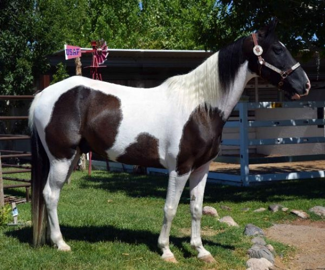 Top Pinto schwarz weißen wallach (Blake) - Tiere -  Jever