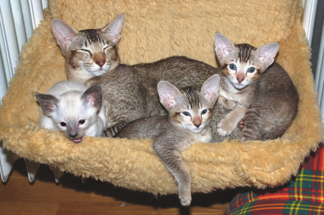 Reinrassige verschmuste Siam und OKH Katzen abzugeben - Tiere - Nürnberg