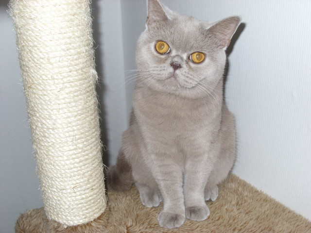 BKH Katze Lilac 10 Monate - Tiere - Brakel 