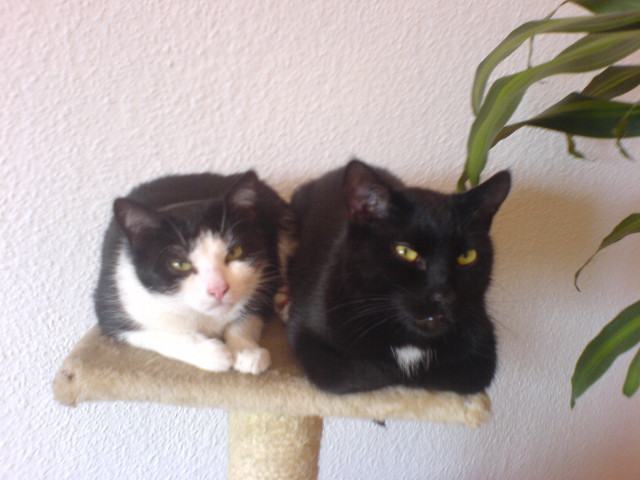 Wir suchen dringend ein zuhause     - Tiere - Duisburg