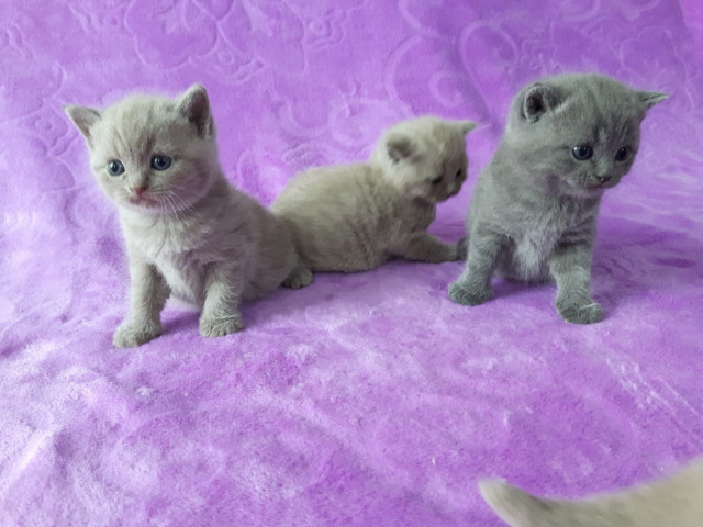 BKH Kitten mit Stammbaum BLUE / LILAC - Tiere - Garmisch-Partenkirchen