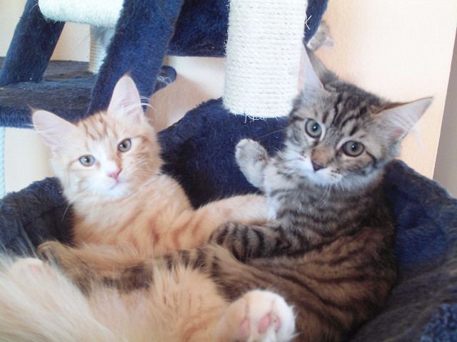 3 süße maine coon mix kitten zu verkaufen  - Tiere - lichtenfels