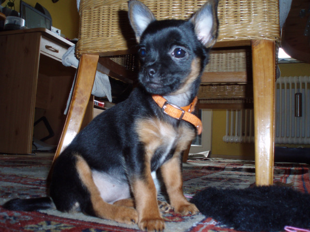 Chihuahua Mädchen 12 Wochen alt - Tiere - Offenbach