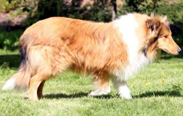 Wo ist Knutschi?? - Tiere - Kleinkahl