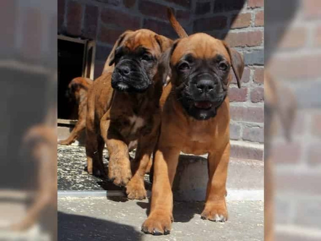 Boxer Welpen in gelb und tiger gestromt - Tiere - 38871 Stapelburg