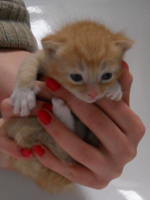 Katzenbabies - Tiere - Bielefeld