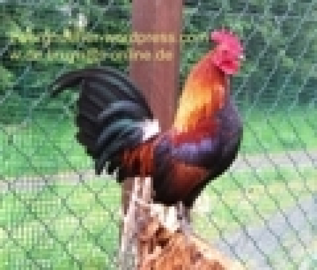 Zwerghuhn, Zwerghuhn-Küken, Zwerghühner, Zwerghühner-Küken von ENDE MAI 2016 noc - Tiere - Kürten