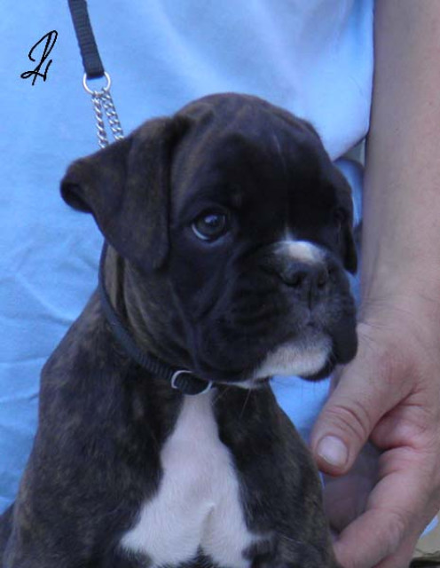 Boxer welpen - Tiere - wien