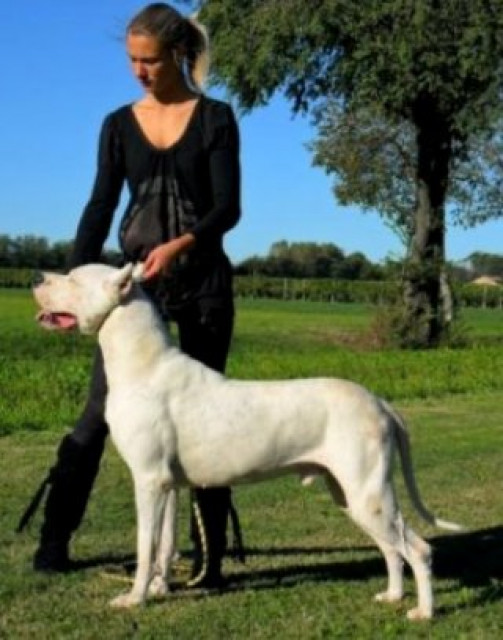 Dogo Argentino welpen - Tiere - Siegen