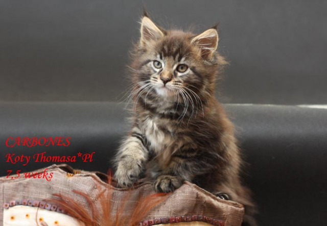 Klassic&Blue Maine Coon Kitten-super - Tiere - Pozna?