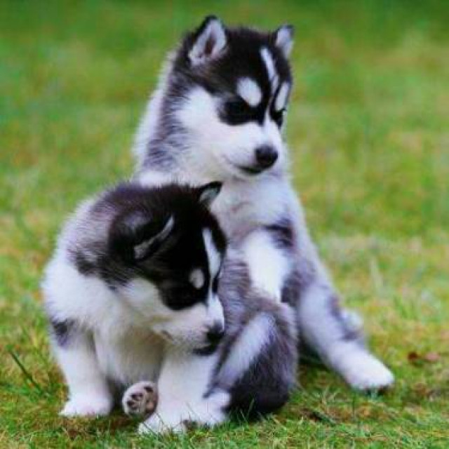 Süße Siberian Husky Welpen - Sonstige Anzeigen - Bremerhaven