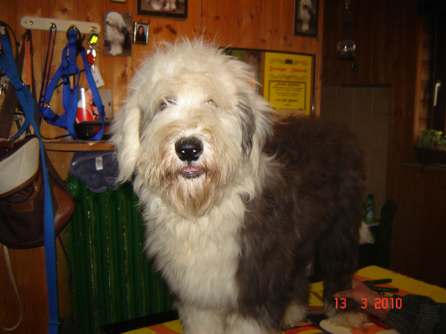 Bobtail aus Hobbyzucht - Tiere - Nordenham