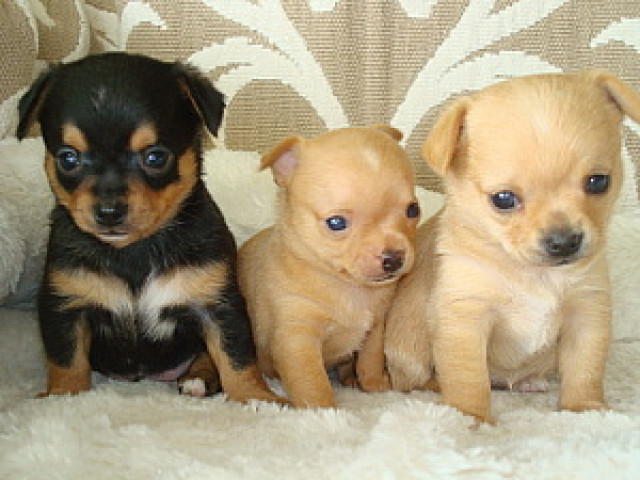 Chihuahua-Welpen in Lang und Kurzhaar     VDH/ FCI   - Tiere - Bad Kreuznach