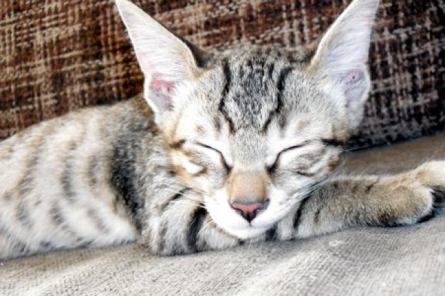 Süsser Bengal-Siam-Kater - Tiere - Stuttgart