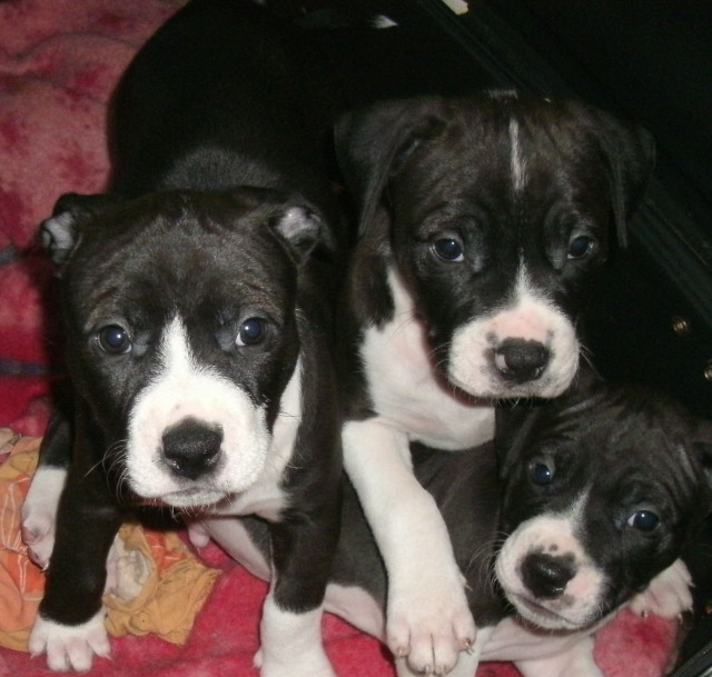 Hübsche und Liebevolle Amstaff Welpen   - Tiere - berlin
