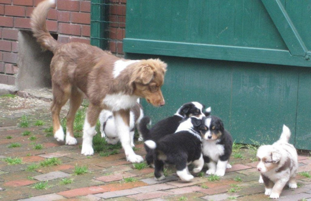 Australian Shepherd Welpen, in tollen Farben mit blauen Augen - Tiere - Paderborn