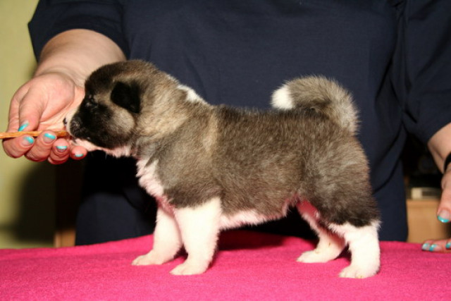 American Akita Welpen  reinrassig mit VDH/FCI Papieren  - Tiere - Bördeland - OT Welsleben
