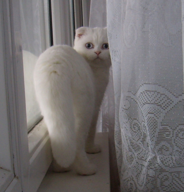 British kurzhar/BKH katzen babys - Tiere - Szolnok