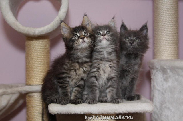 Maine Coon Blue, Blue&white, Black mackerel tabby - Tiere - Poznań
