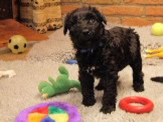 Kerry Blue Terrier Welpen - Tiere - Northeim