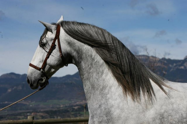 Pura Raza Espanola direkt vom Züchter für Freizeit/Sport/Zucht/Show - Tiere - Bell