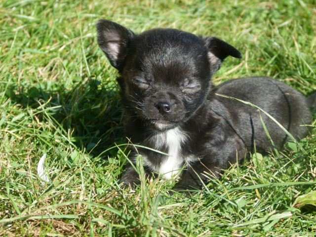 Süße Chihuahuawelpen suchen neues Traum-zu-Hause - Tiere - Weinheim