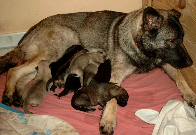 Sehr schöne schäferhund welpen ende dez abzugeben - Tiere - steinfeld