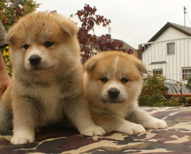 Akita Inu Welpe aus VDH ZUCHT mit Papieren  - Tiere - Unterliezheim