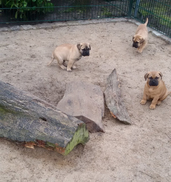 Reinrassige Bullmastiff Welpen mit Ahnentafel/ Stammbaum - Tiere - Paderborn