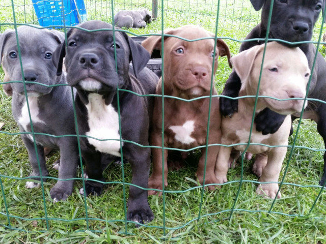 Reinrassige American XXL Pitbull Terrier Blue-Line Welpen     - Tiere - Siegburg