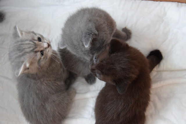 Wunderschöne Britisch Kurzhaar Kitten suchen neues - Tiere - Düsseldorf 