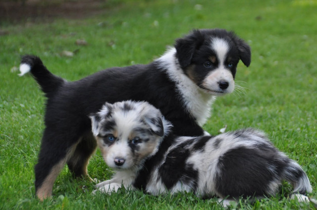 Wunderschöne Australian Shepherd Welpen - Tiere - Düsseldorf 