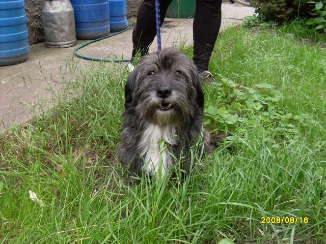 Rauhaardackel sucht neues zuhause  - Tiere - schöneiche 