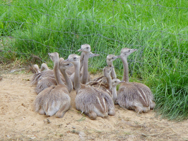 Verkaufe Nanduküken und Nanduhahn, 18196  Schlage - Tiere - schlage