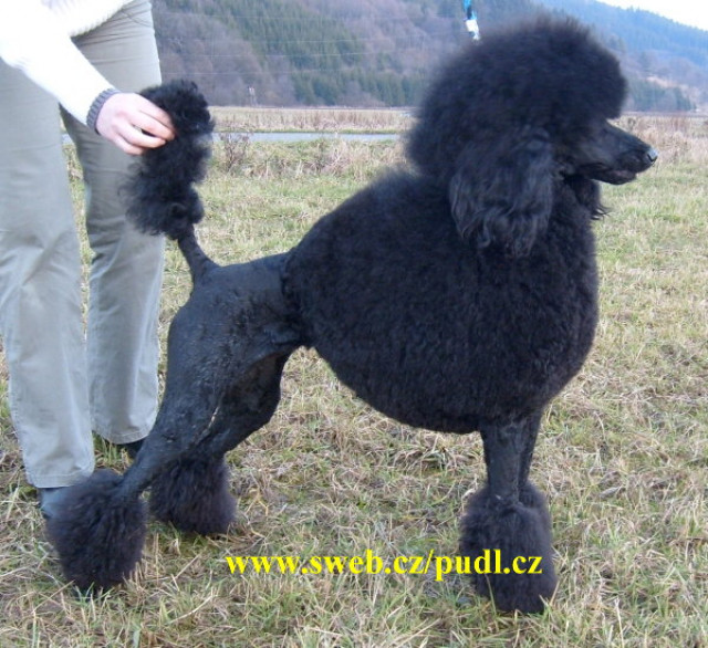 Grosspudel Königspudel Welpen mit Papieren - Tiere - Valasske Mezirici