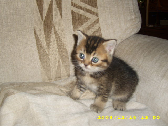 Hurra unsere BKH-Kitten sind geboren 22.4.09 - Tiere - Hille