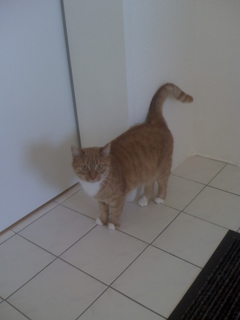 Rote Hauskatze sucht neuen Dosenöffner - Tiere - Stade/Bützfleth
