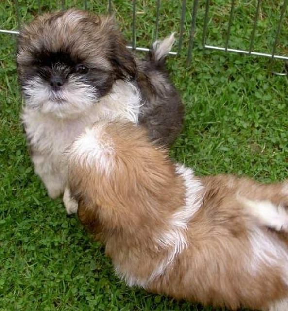 Shih tzu  -Welpen suchen zweibeiner zum liebhaben und mehr...........  - Tiere - AACHEN